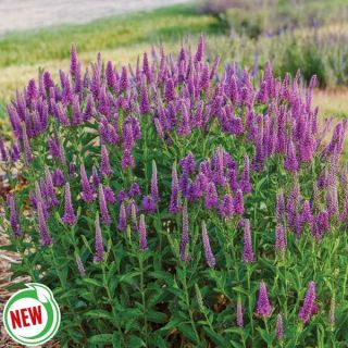 Very Van Gogh Veronica Thumbnail